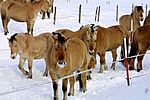 Fjordies im Schnee